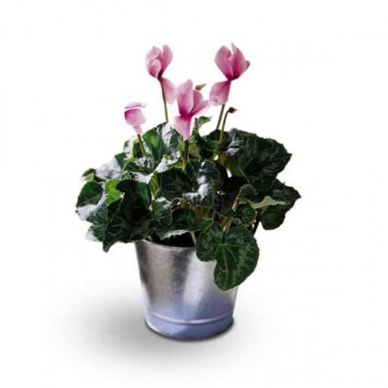 Le Cyclamen